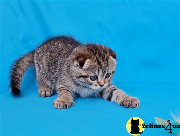 Scottish Fold kitten for sale