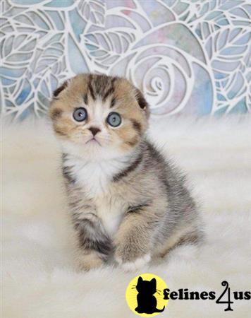 Scottish Fold kitten for sale