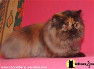 persian kitten posted by chrysoberyl
