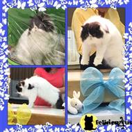 persian cat posted by davie861
