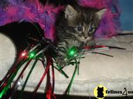 norwegian forest cat kitten posted by annehinsley