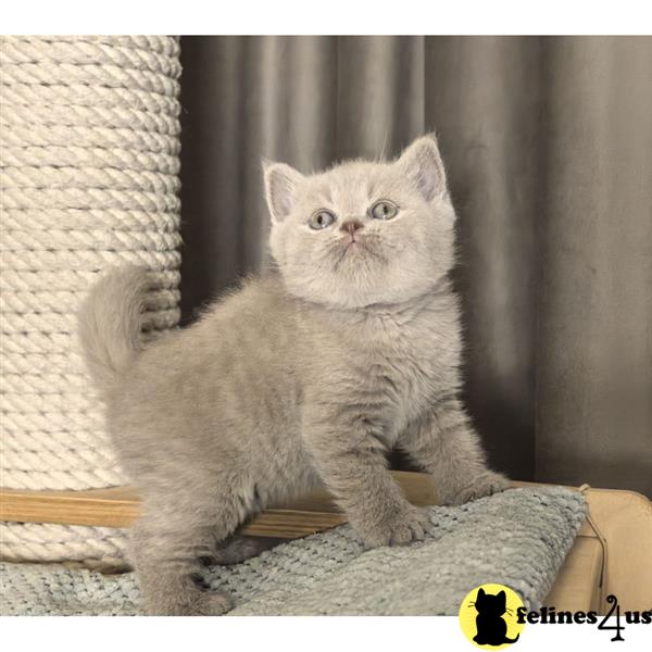 British Shorthair