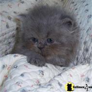 persian kitten posted by noni smith
