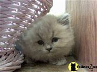 ragamuffin kitten posted by VAmuffins