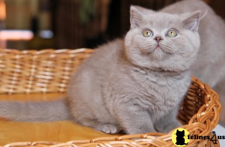 British shorthair neutered Beautiful kitten