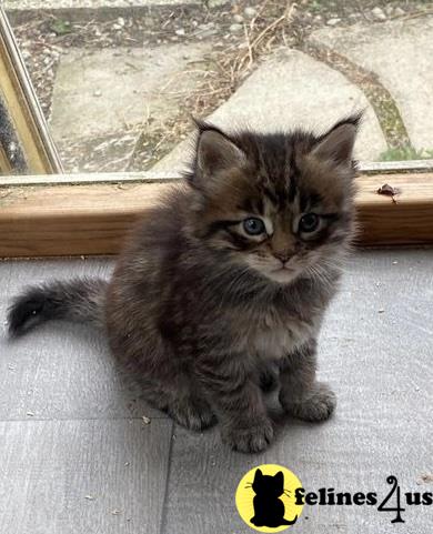 Giant TICA registred Maine Coon kittens