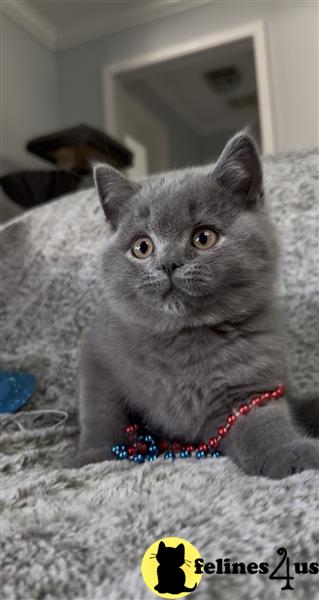 a british shorthair cat lying on a blanket