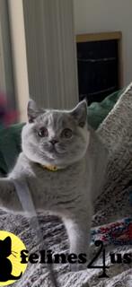 a british shorthair cat sitting on a couch