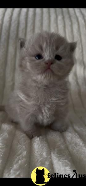 a british shorthair cat sitting on a blanket