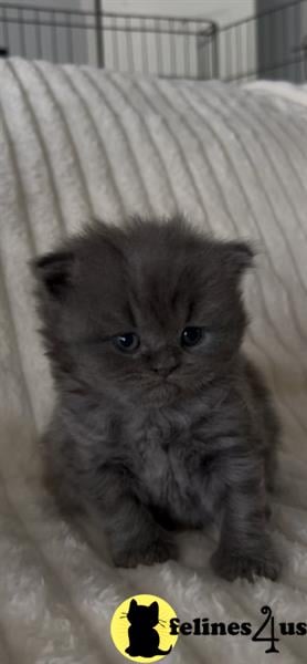 a british shorthair kitten lying on a blanket