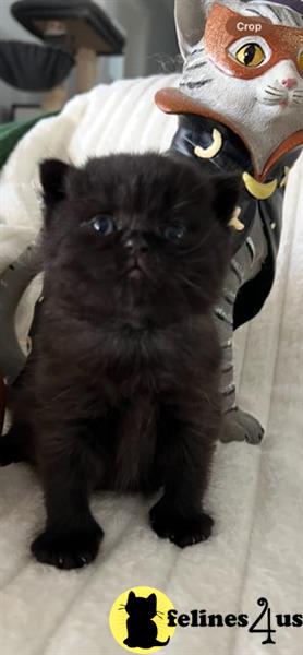 a british shorthair cat with a british shorthair cat face