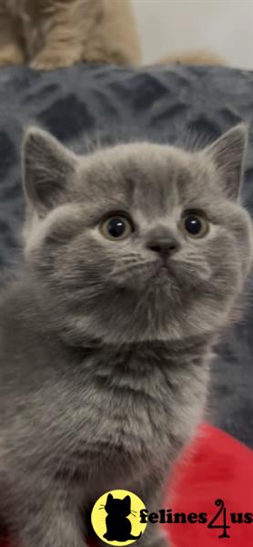 a british shorthair cat with a yellow tag