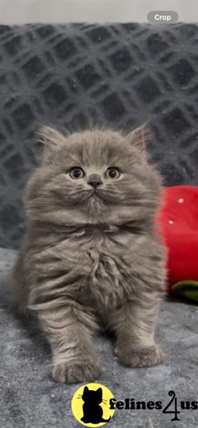a british shorthair cat sitting on a carpet