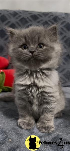 a british shorthair kitten sitting on the ground