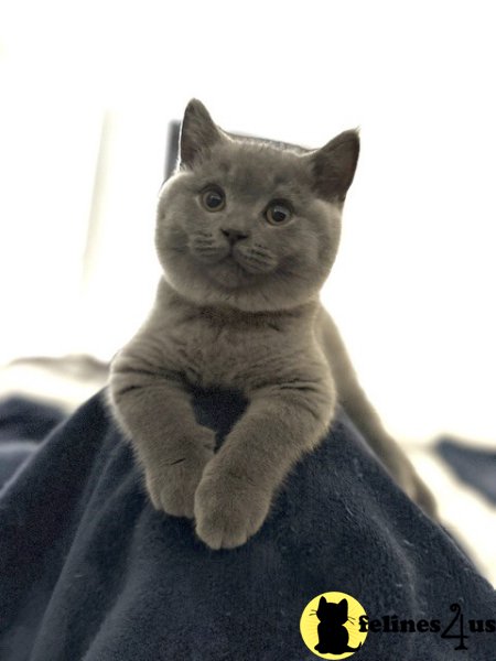 SALE British Shorthair Blue Male