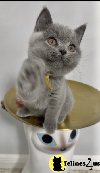 British Shorthair Blue Female cute