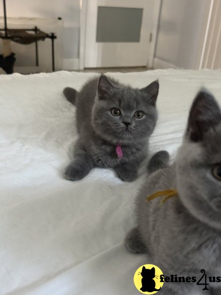 British Shorthair Blue Female Adorable