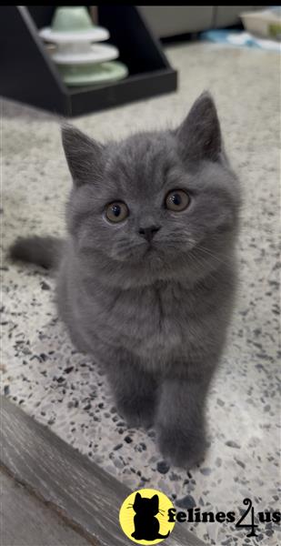 British Shorthair