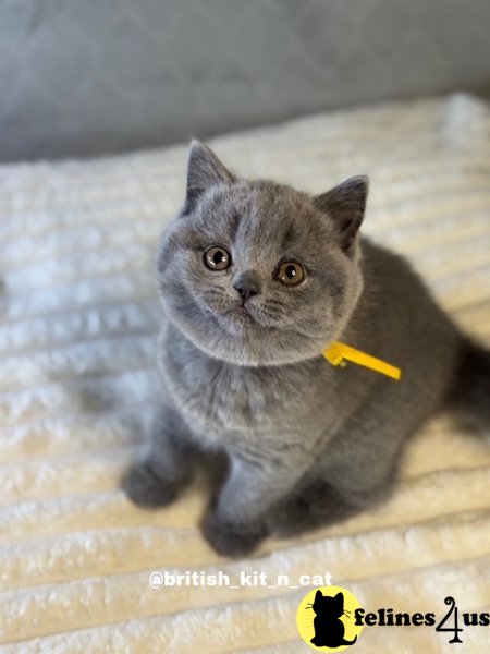 British Shorthair Blue Female