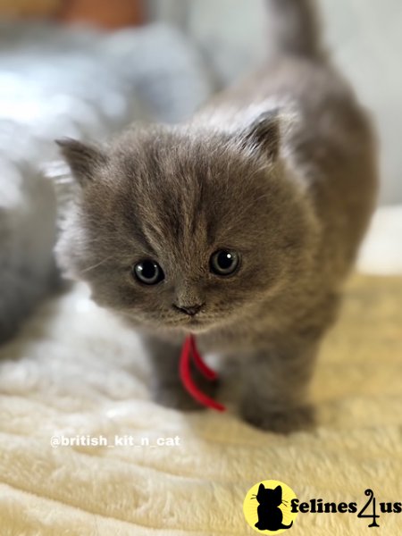 British Longhair Blue Female