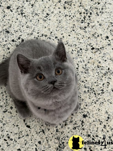 SALE British Shorthair Blue Male