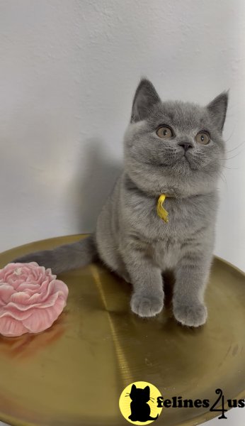 British Shorthair Blue Female cute