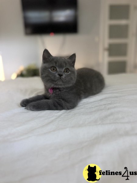British Shorthair Blue Female Adorable