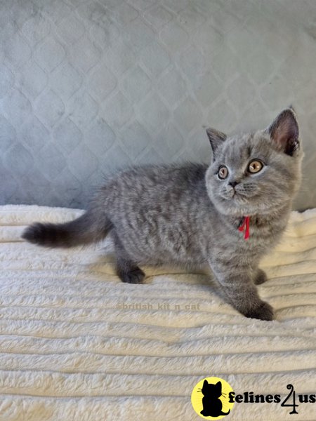 British Shorthair Blue Female