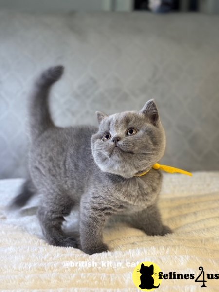 British Shorthair Blue Female