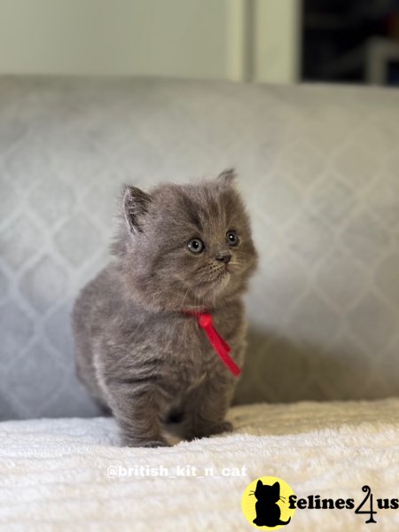 British Longhair Blue Female
