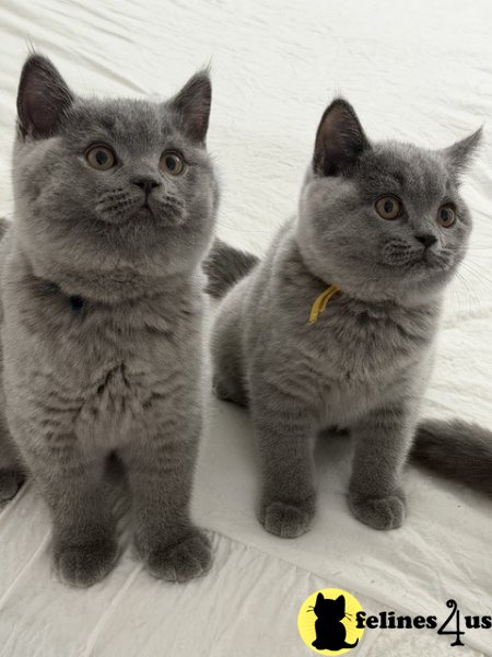 SALE British Shorthair Blue Male