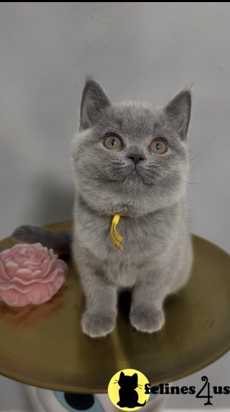 British Shorthair Blue Female cute