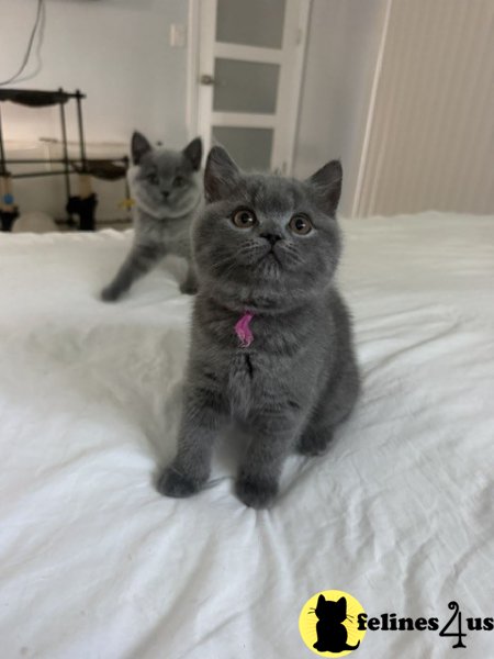 British Shorthair Blue Female Adorable