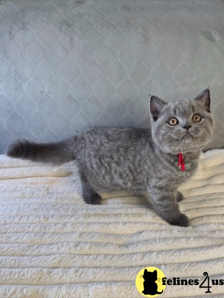 British Shorthair Blue Female