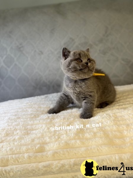 British Shorthair Blue Female