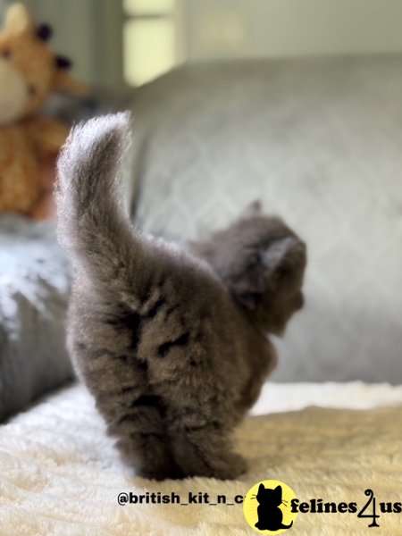British Longhair Blue Female
