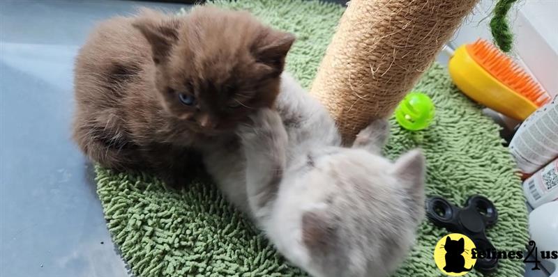Searching for British Shorthair Kittens Near Me