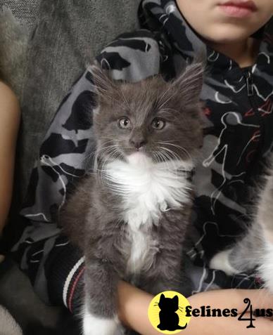 Beautiful GCCF Maine Coon kittens