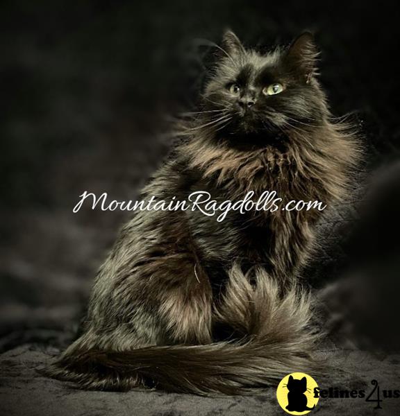 a ragdoll cat sitting on a blanket