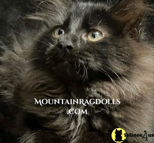 Mountain Ragdolls 