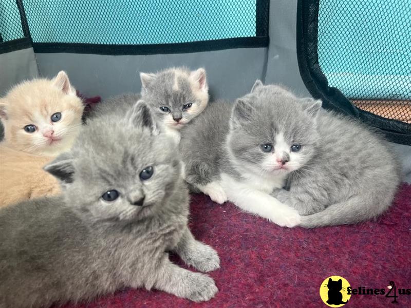 a british shorthair cat with a sad expression