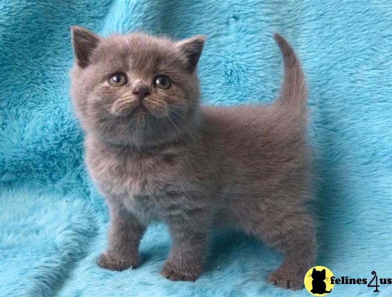 a group of british shorthair cats