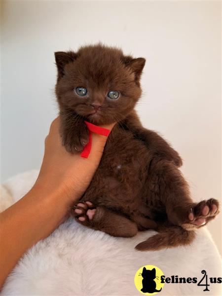 a group of british shorthair british shorthair kittens on a blanket