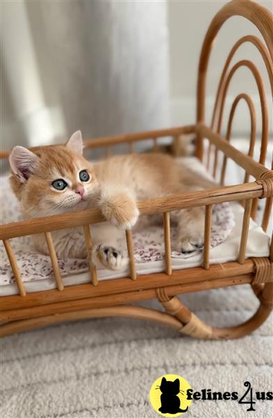 a british shorthair kitten sitting on a blanket