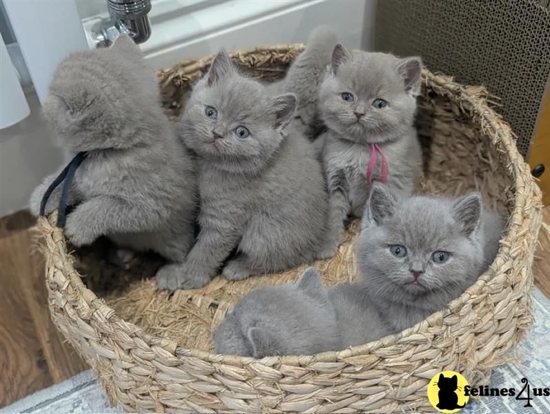 a british shorthair cat with a sad expression