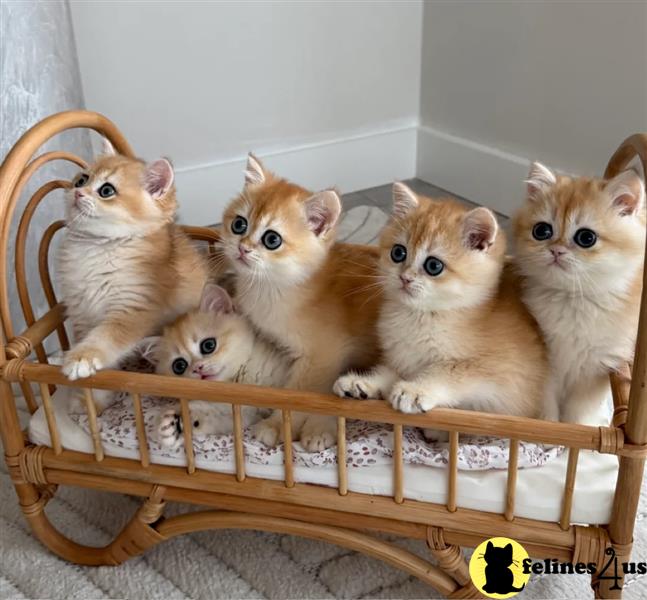 a british shorthair kitten standing on a couch
