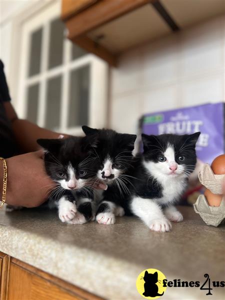 a group of british shorthair cats