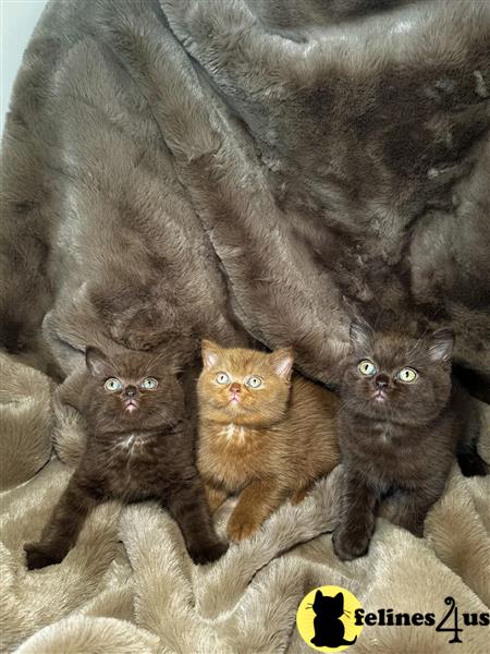 two british shorthair cats sitting on a couch