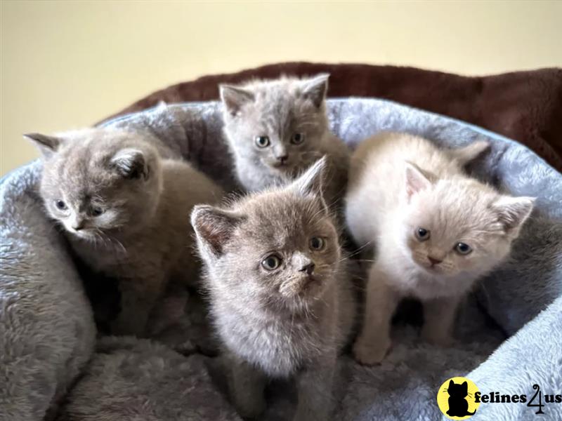 a british shorthair kitten sitting on a blanket