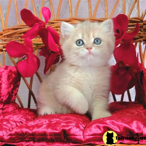 a british shorthair cat sitting on a window sill